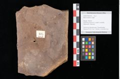 Foto (Objekt + Etikett) von Myrica lignitum (Unger) Saporta (NHMW-GEO-2024-0188-0615)